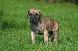 DOGUE ALLEMAND 808